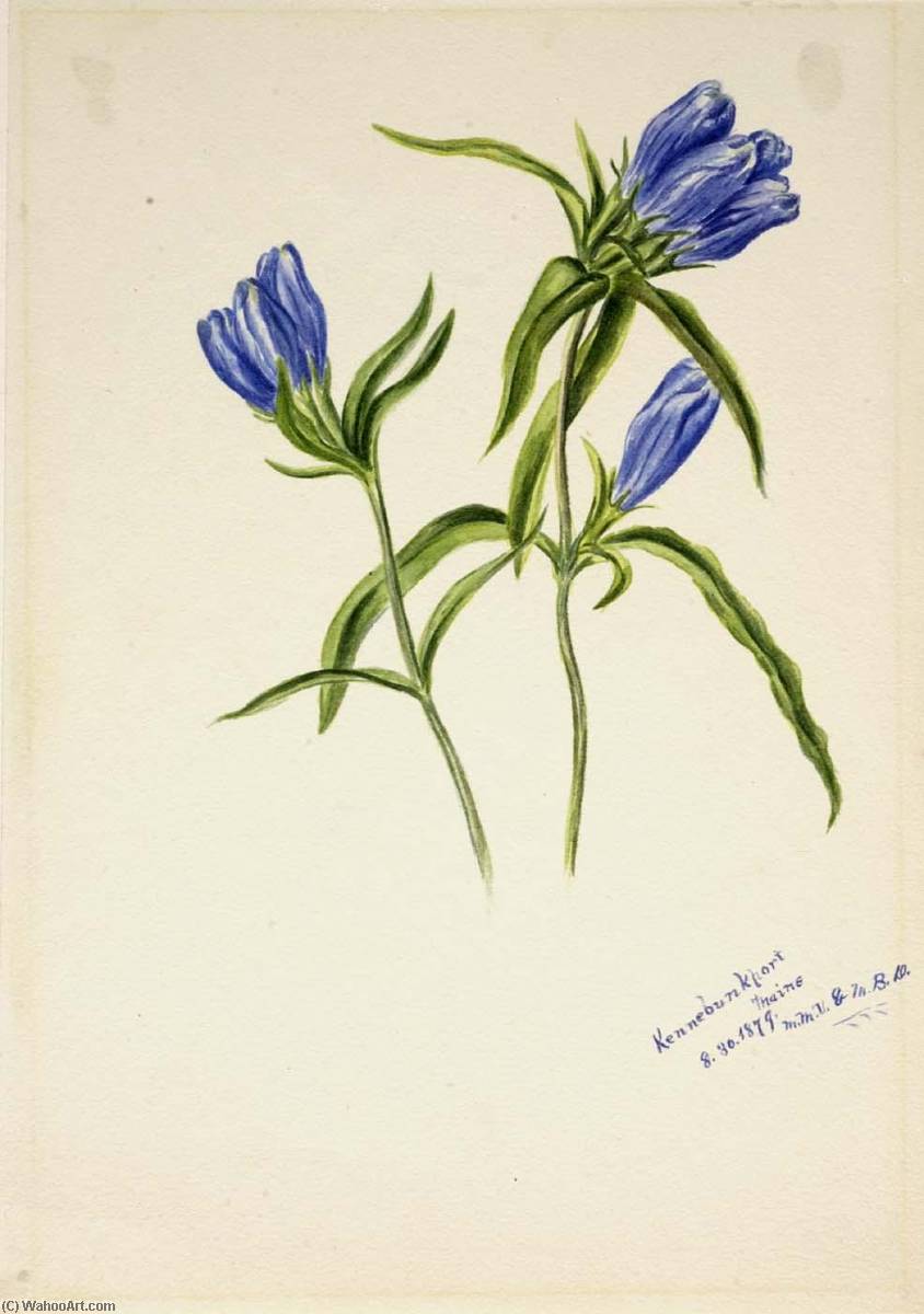 Closed Gentian (gentiana Andrewskii) — Mary Vaux Walcott