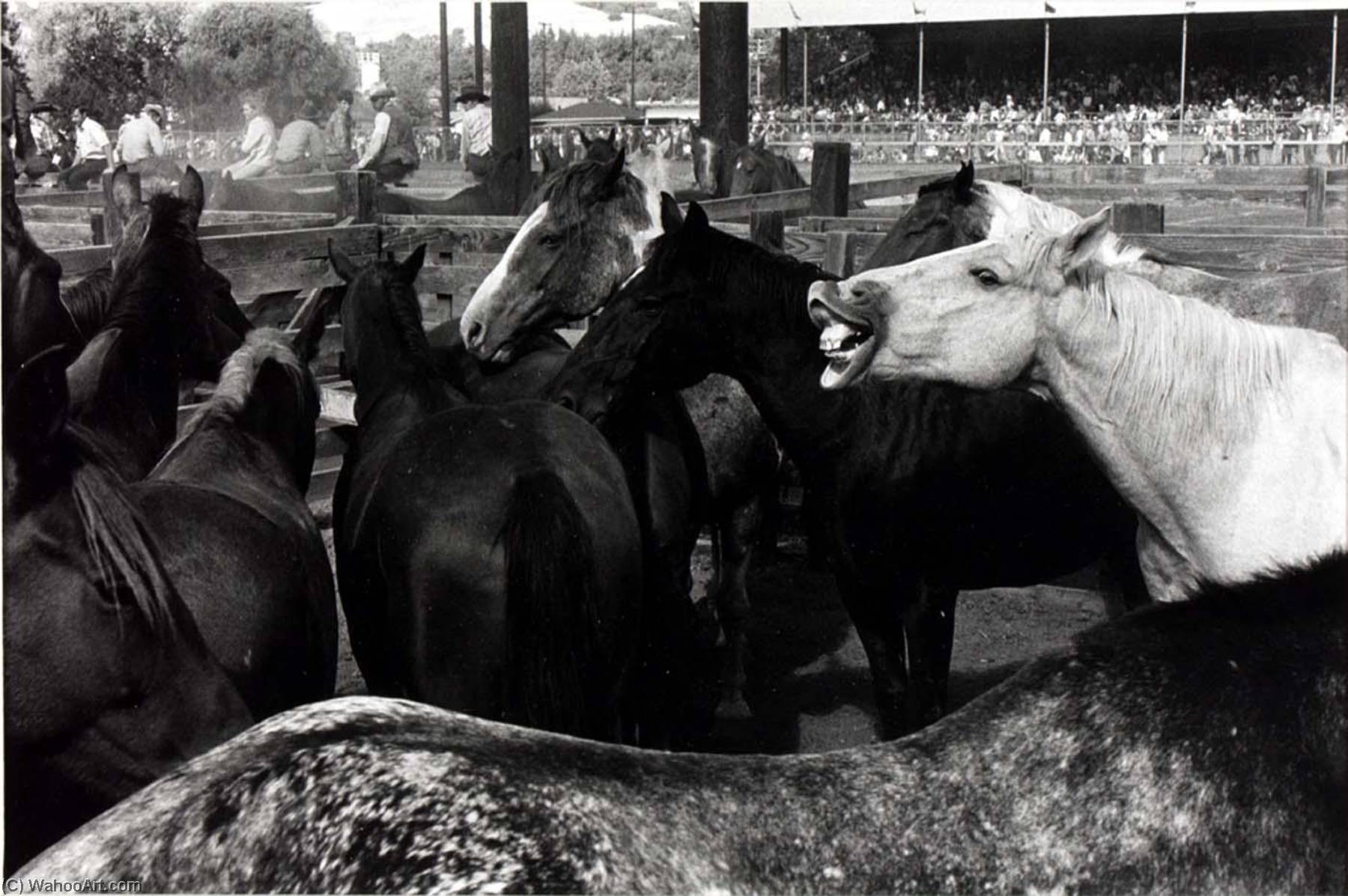 Boonville (horses) — Alvin Lieberman