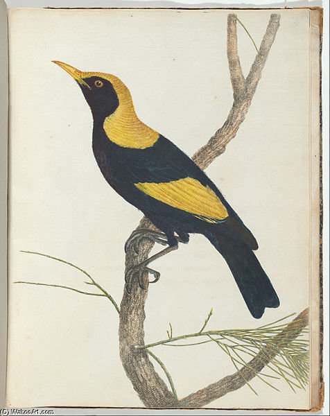 Birds Of New South Wales With Their Natural History — John William Lewin