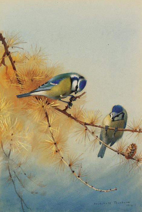 Blue Tits On The Branch Of A Fir Tree — Archibald Thorburn