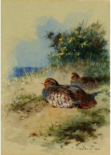 A Brace Of Grey Partridges — Archibald Thorburn