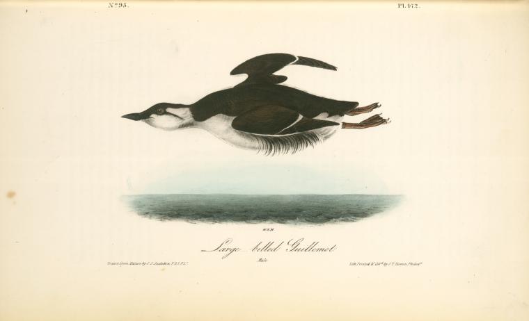 Large-billed Guillemot. Male — John James Audubon