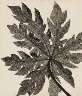 Untitled — Gertrudes Altschul