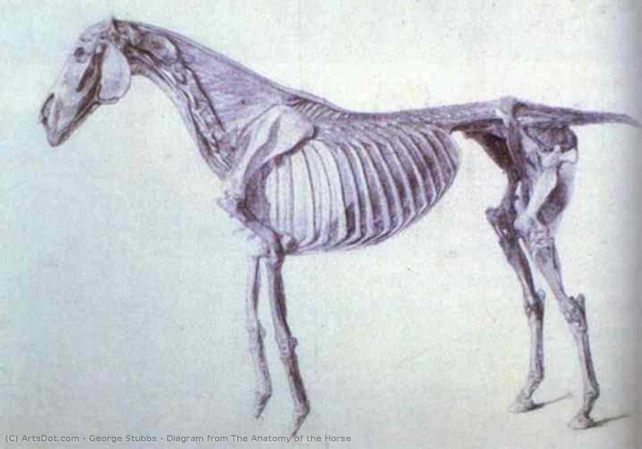 Diagram From The Anatomy Of The Horse — George Stubbs