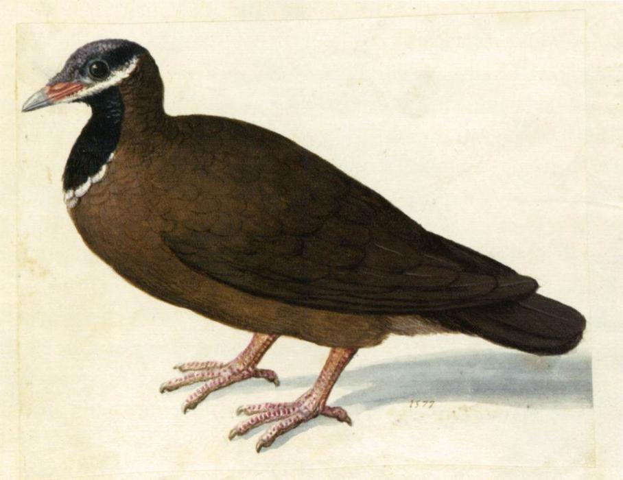 Blue-headed Quail-dove — ジュゼッペ・アルチンボルド