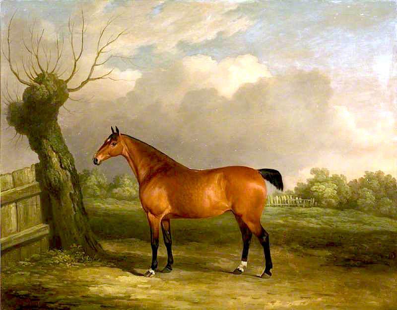 Light Bay Mare — James Barenger