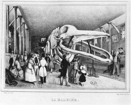 The Whale At The Museum Of Natural History — Jean Victor Adam