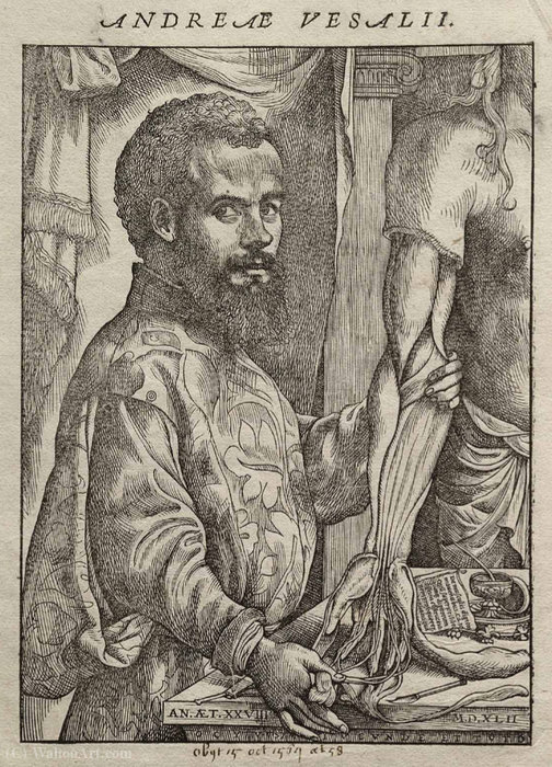Portrait Of Vesalius From His De Humani Corporis Fabrica. — Andreas Vesalius