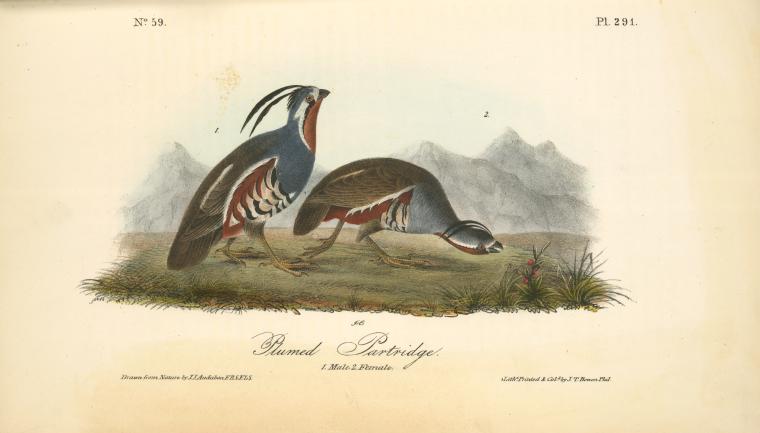 Plumed Partridge. 1. Male. 2. Female — John James Audubon