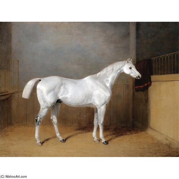 A Favourite Grey Horse Belonging To George Reed Standing In A Loose Box — William Barraud