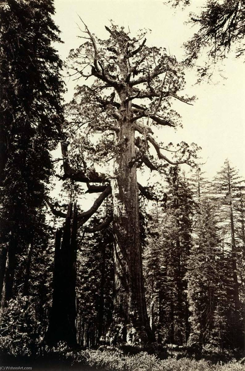 The Grizzly Giant, Mariposa Grove, Yosemite, California — Karlton Emons Votkins