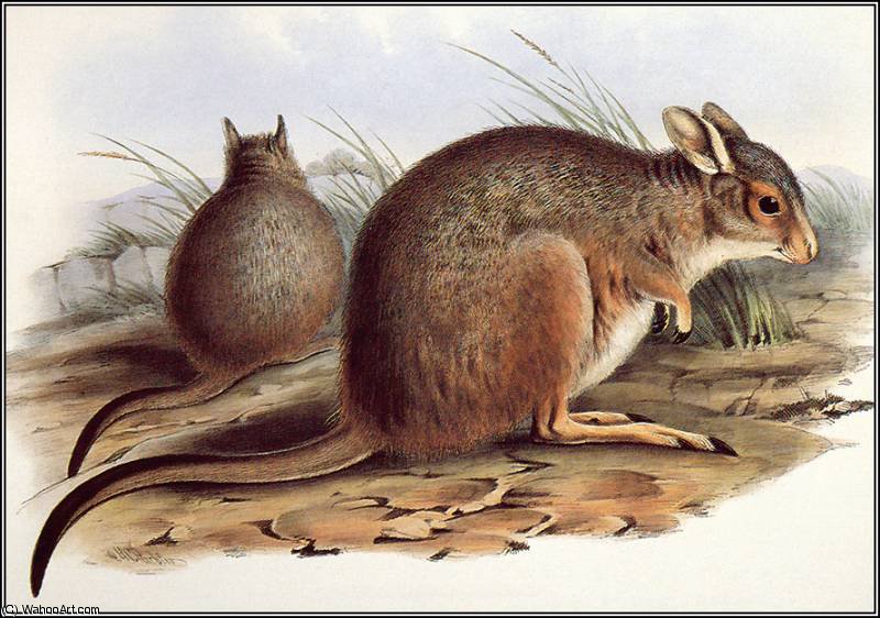 Rufous Hare - Wallaby — Иоанн Гуль