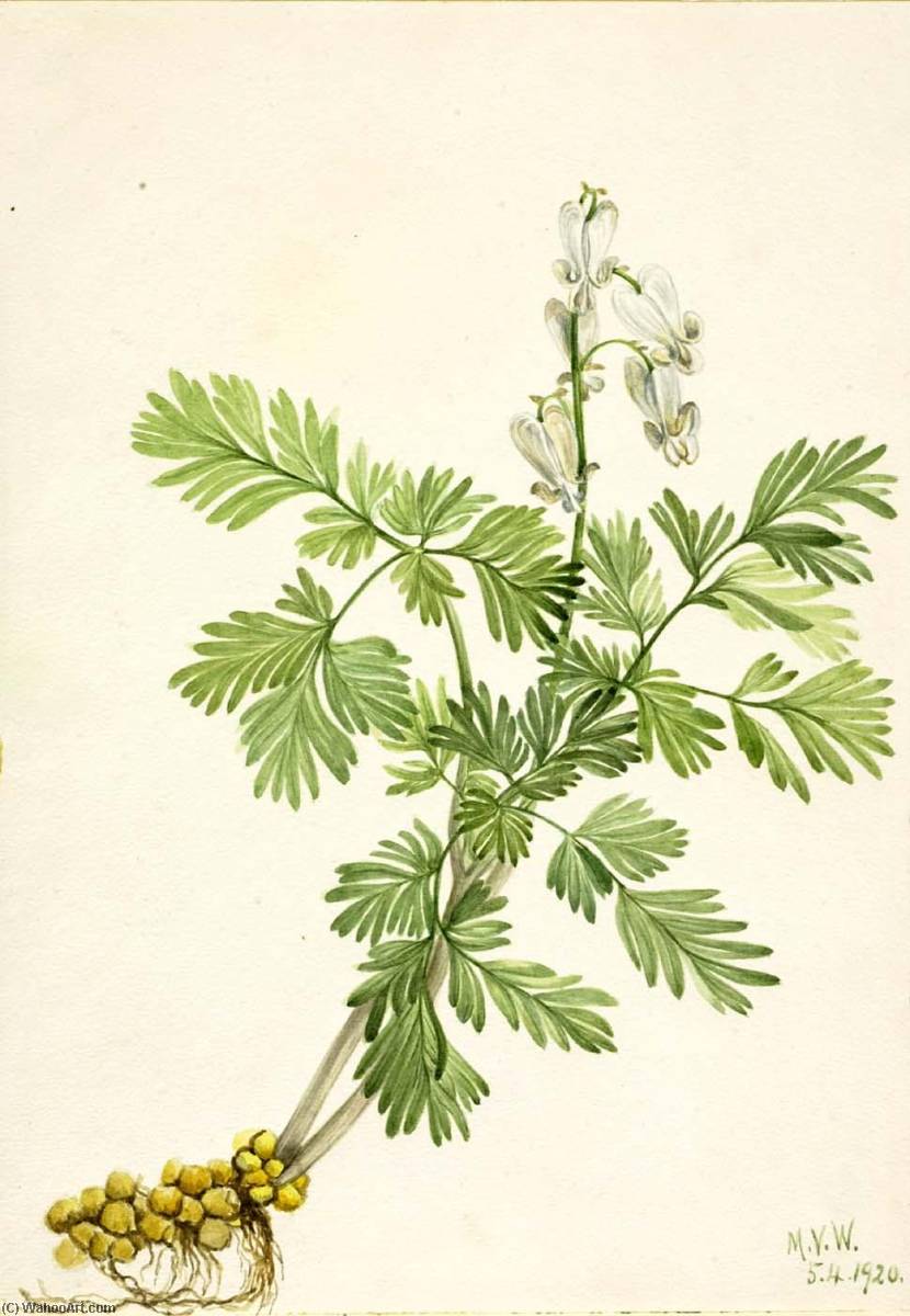 Squirrel Corn (bikukulla Canadensis) — Mary Vaux Walcott