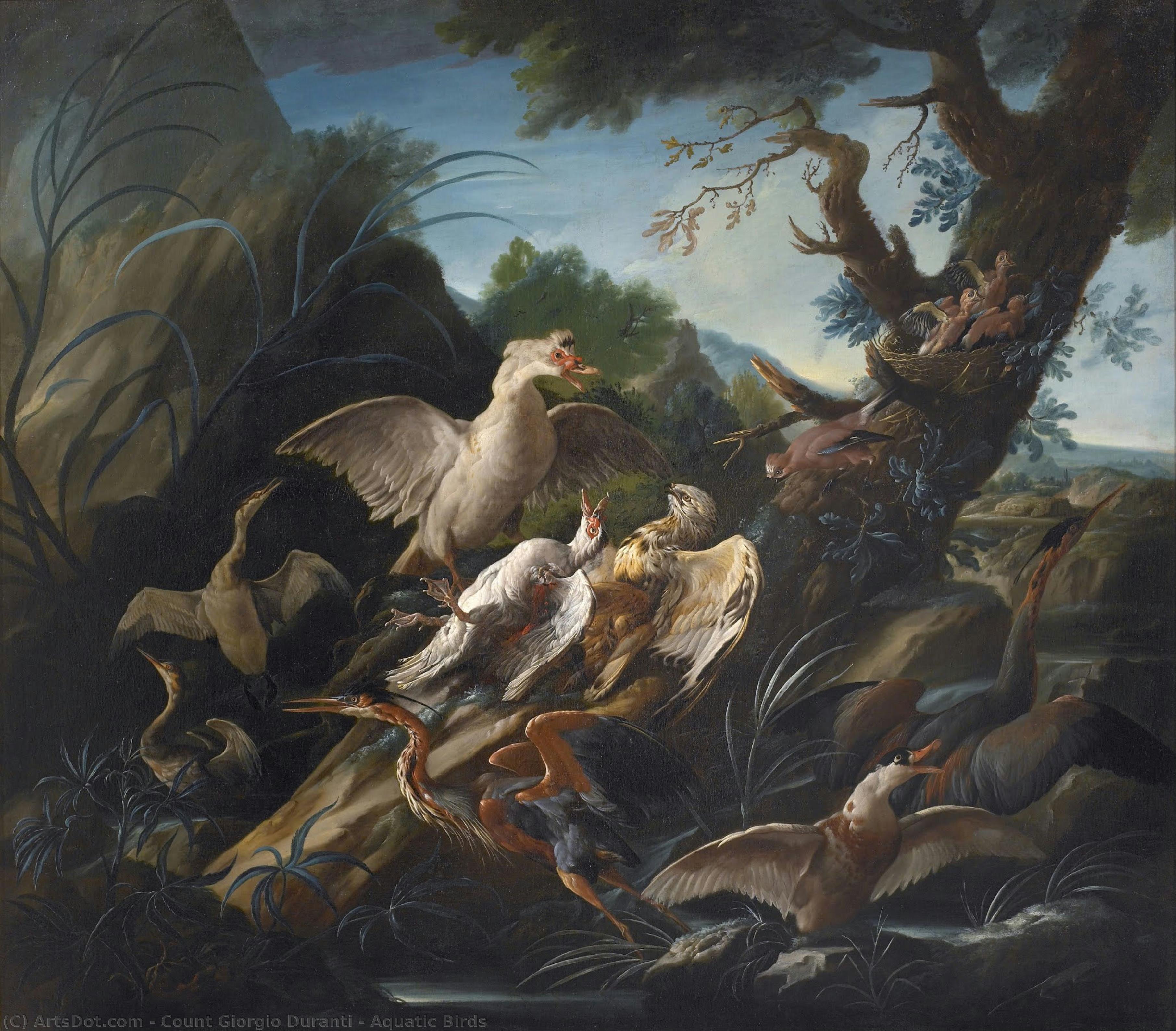 Aquatic Birds — Count Giorgio Duranti