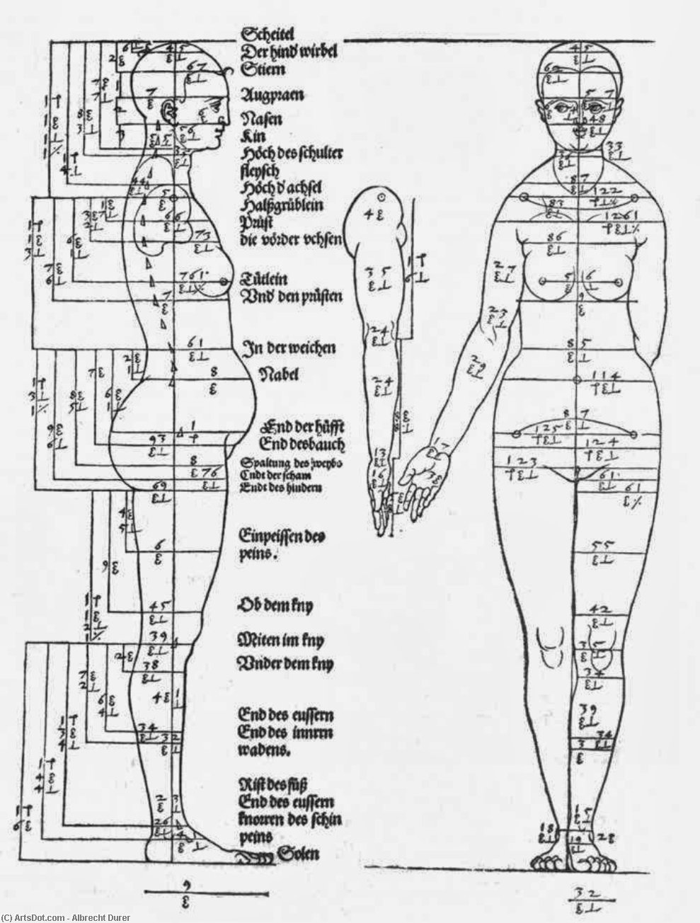 Studies On The Proportions Of The Female Body — Albrecht Dürer