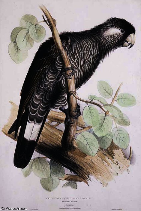 Baudin's Cockatoo Calyptorhynchus Baudinii — Едвард Леар