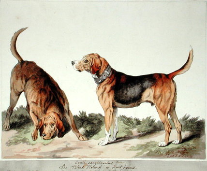 The Blood Hound — Sydenham Teast Edwards