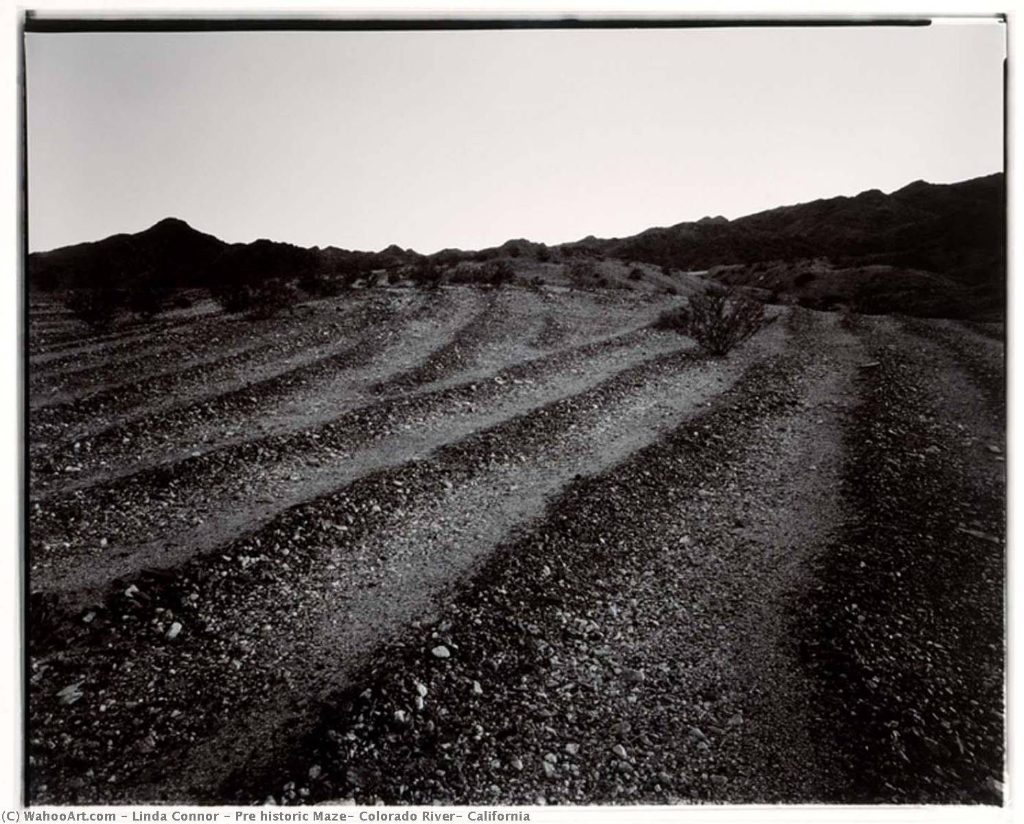 Pre Historic Maze, Colorado River, California — Linda Connor