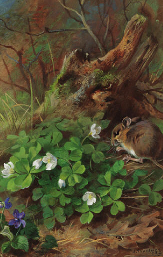 Woodmouse And Wood Sorrel — Archibald Thorburn