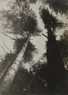 Pine Trees, Pushkino — アレクサンドル・ロドチェンコ