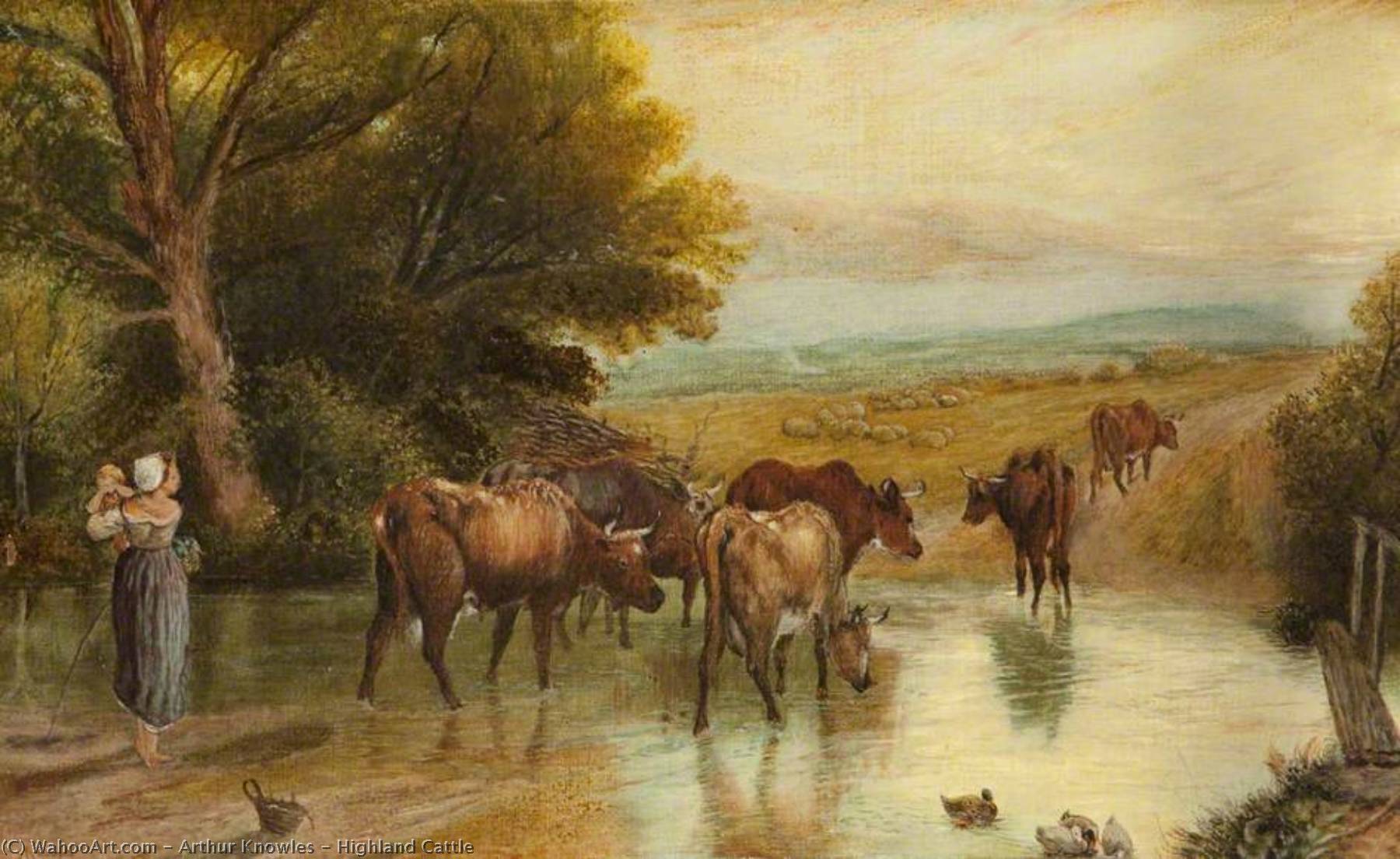 Highland Cattle — Arthur Knowles