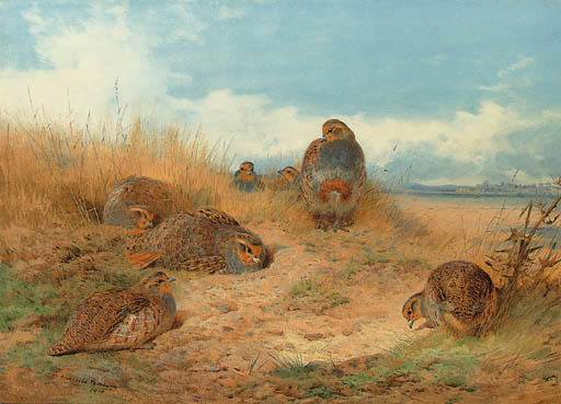 Basking In The Noonday Sun. A Covey Of Grey Partridge — Archibald Thorburn