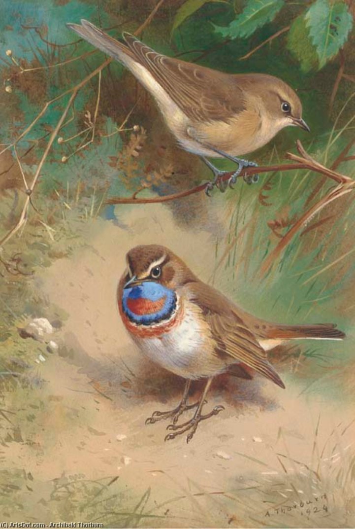 A Garden Warbler And An Arctic Bluethroat — Archibald Thorburn