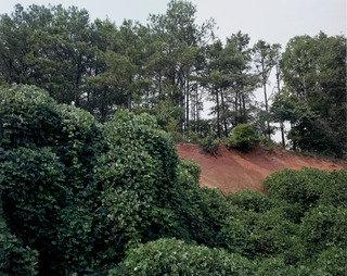 Red Soil And Kudzu, Near Moundville, Alabama — William Christenberry