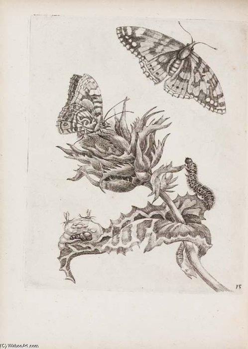 Erucarum Ortus, Alimentum Et Paradoxa Metamorphosis. Amsterdam — Maria Sybilla Merian