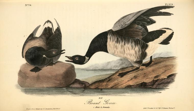 Brant Goose. 1. Male. 2. Female — John James Audubon