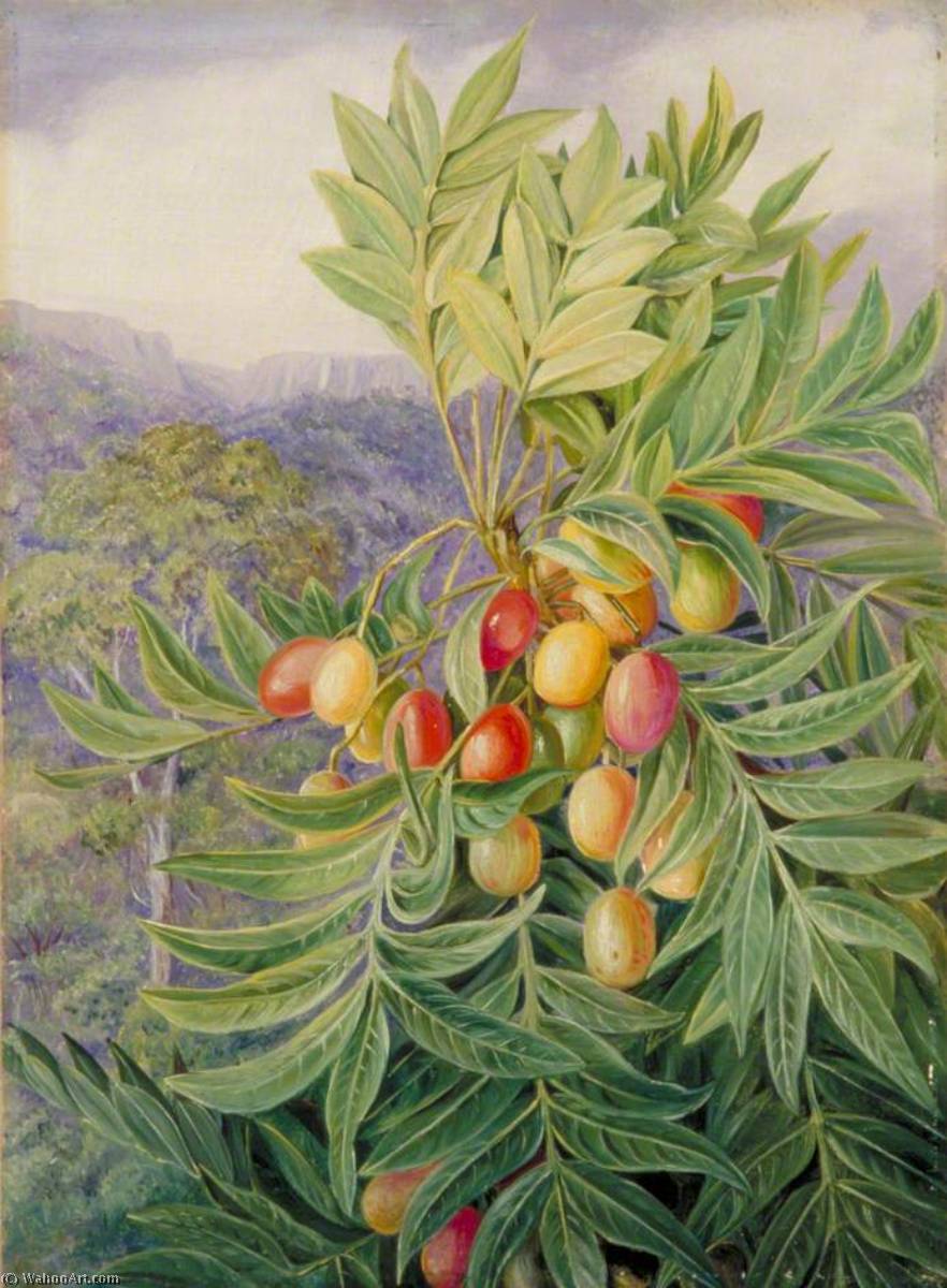 Die Kaffir-pflaume, Gemalt Im Perie-busch, Südafrika — Marianne North