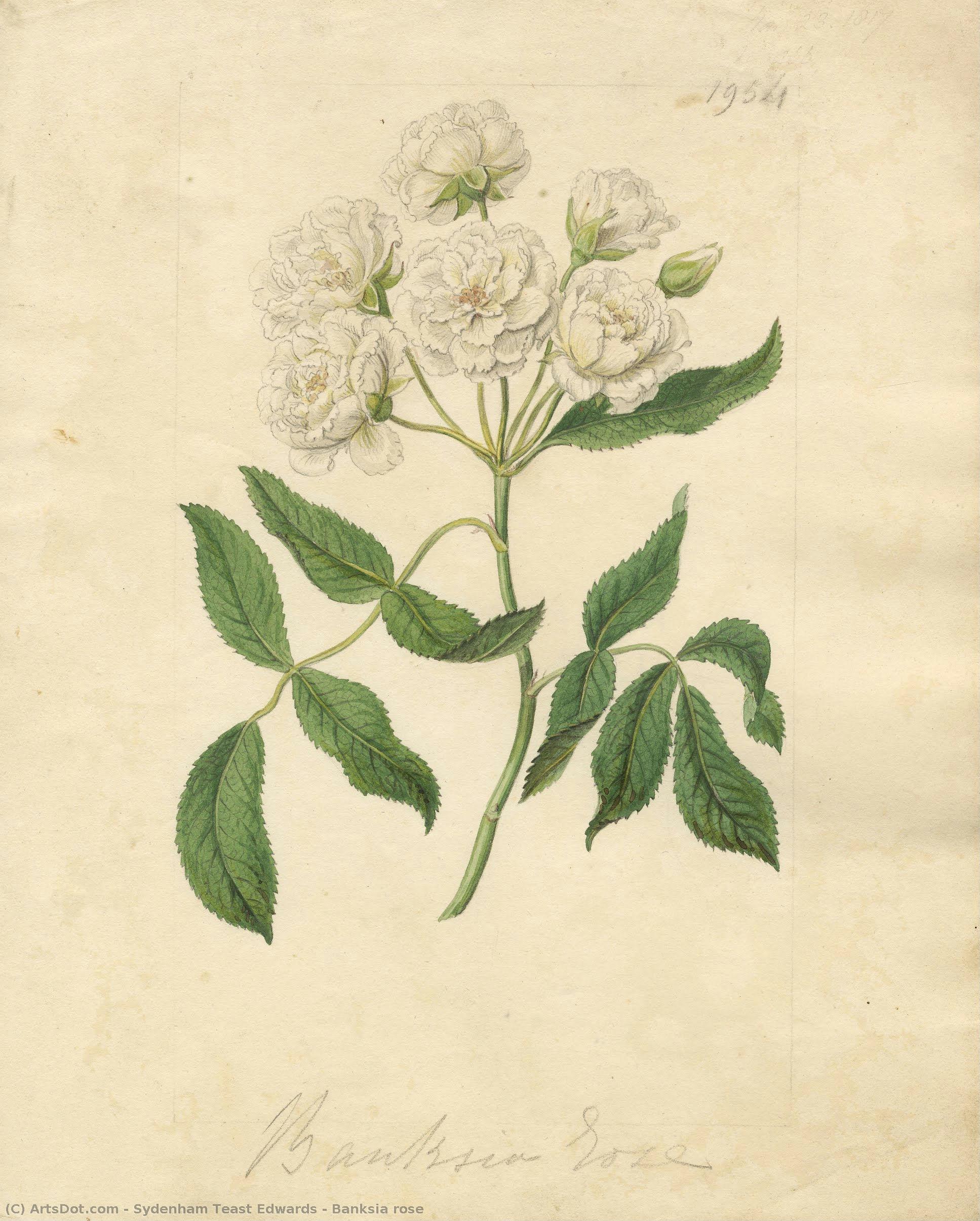 Banksia Rose — Sydenham Teast Edwards