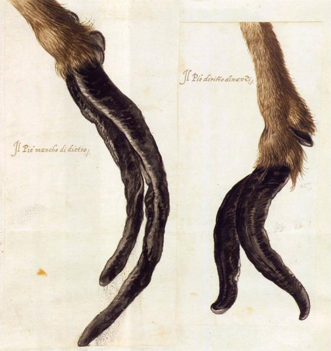 Nature Studies (8) — Жозеф Арчимбольдо