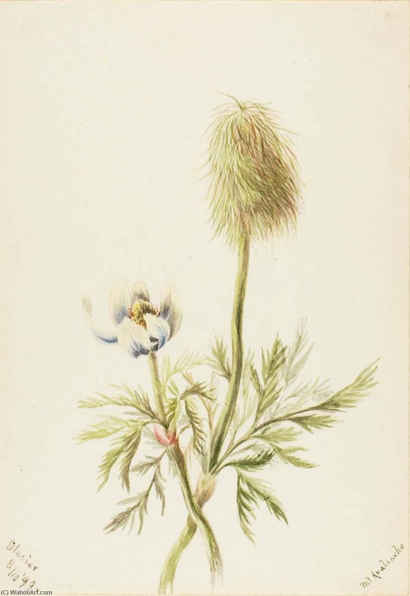 Pulsatilla Occidentalis — Mary Vaux Walcott