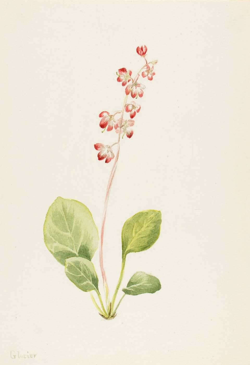 Showy Pyrolla (pyrola Asarifolia) — Mary Vaux Walcott