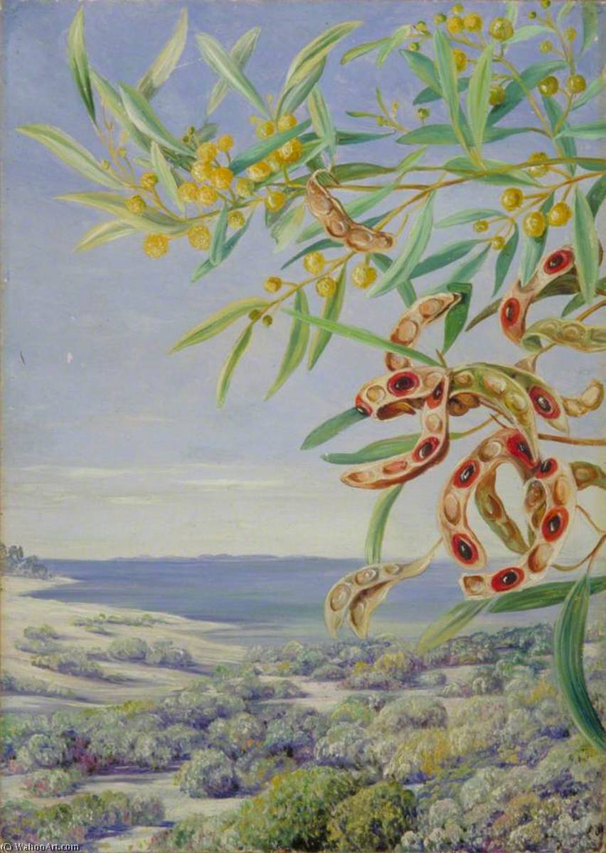 Verschiedene Akazienarten Und Andere Sträucher, Die Gut Zur Befestigung Der Sandküste In Fremantle, Westaustralien Geeignet Sind — Marianne North