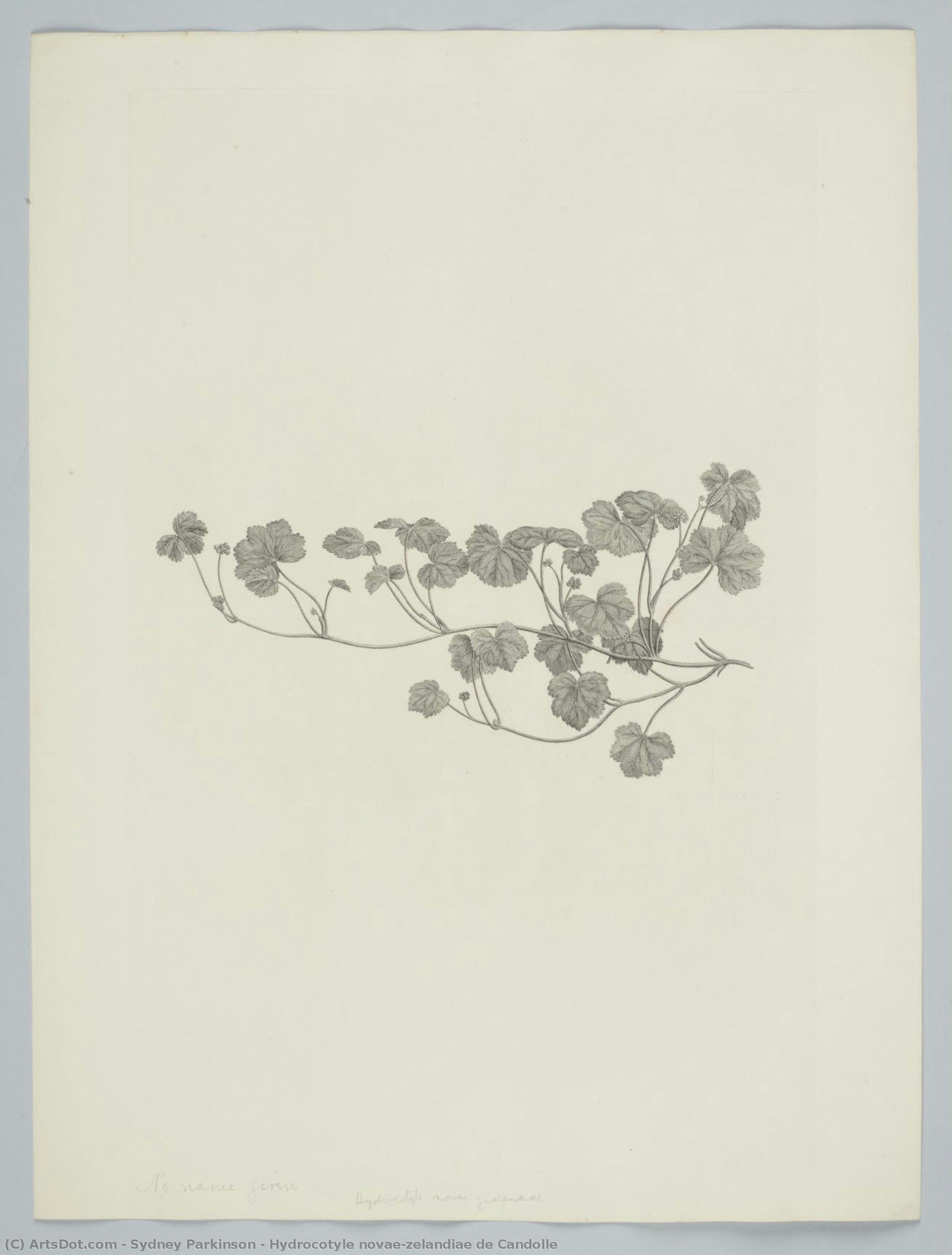 Hydrocotyle Novae-zelandiae De Candolle — Sydney Parkinson