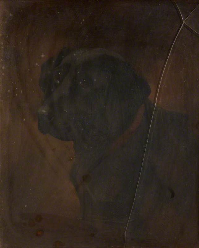 Study Of A Black Labrador — Edmond Brock