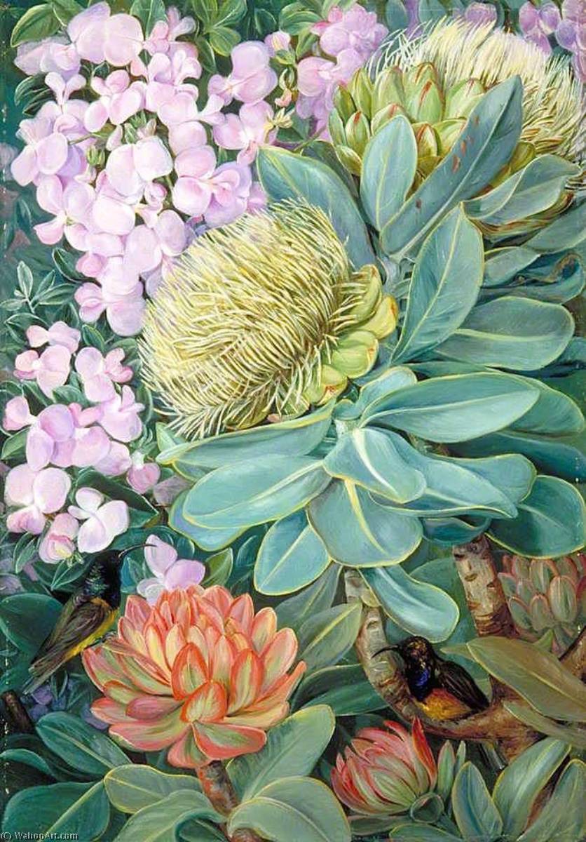 Flowers Of The Wagenboom And A Podalyria, And Honeysuckers — Marianne North
