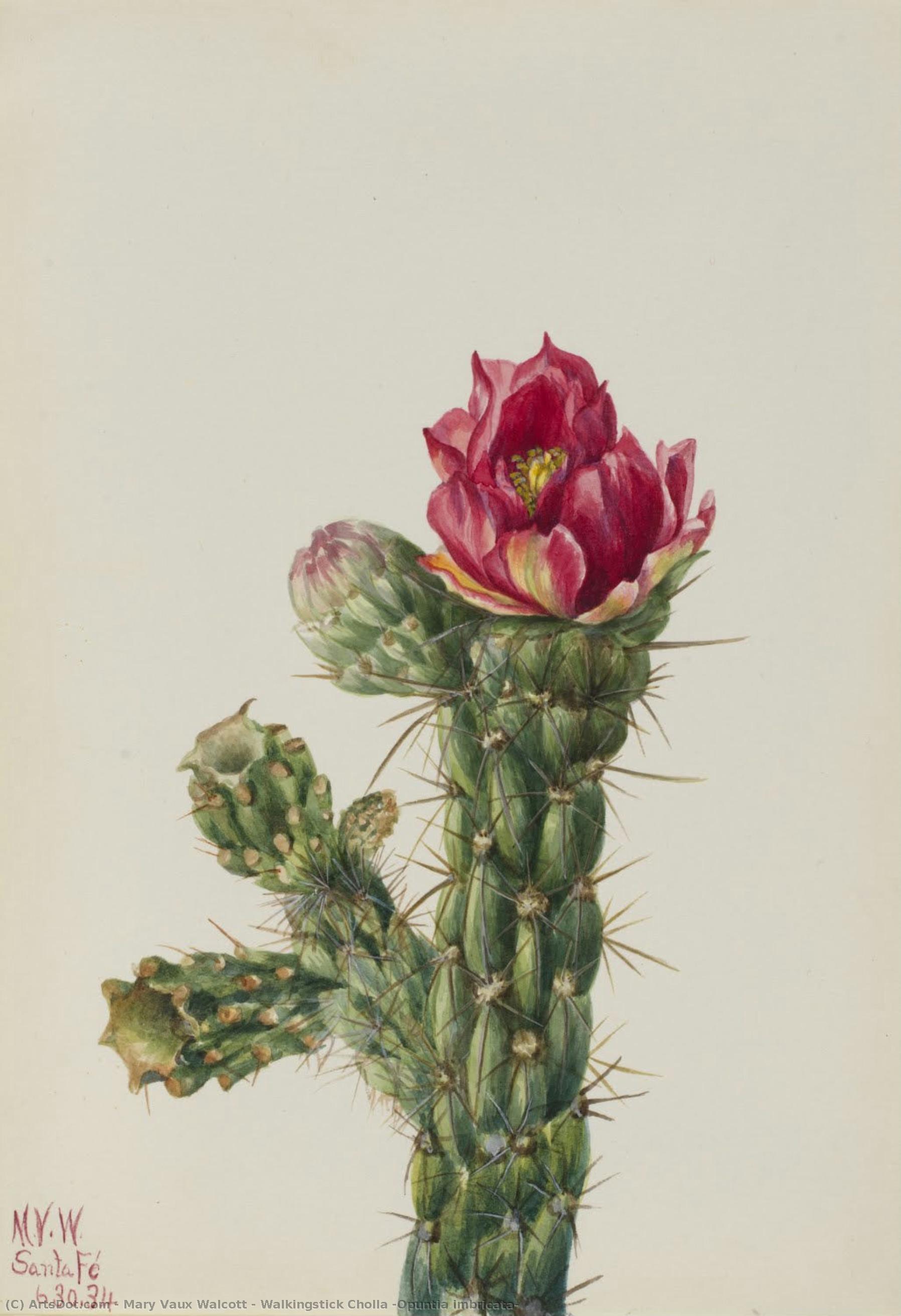 Walkingstick Cholla (opuntia Imbricata) — Мери Вокс Волкотт