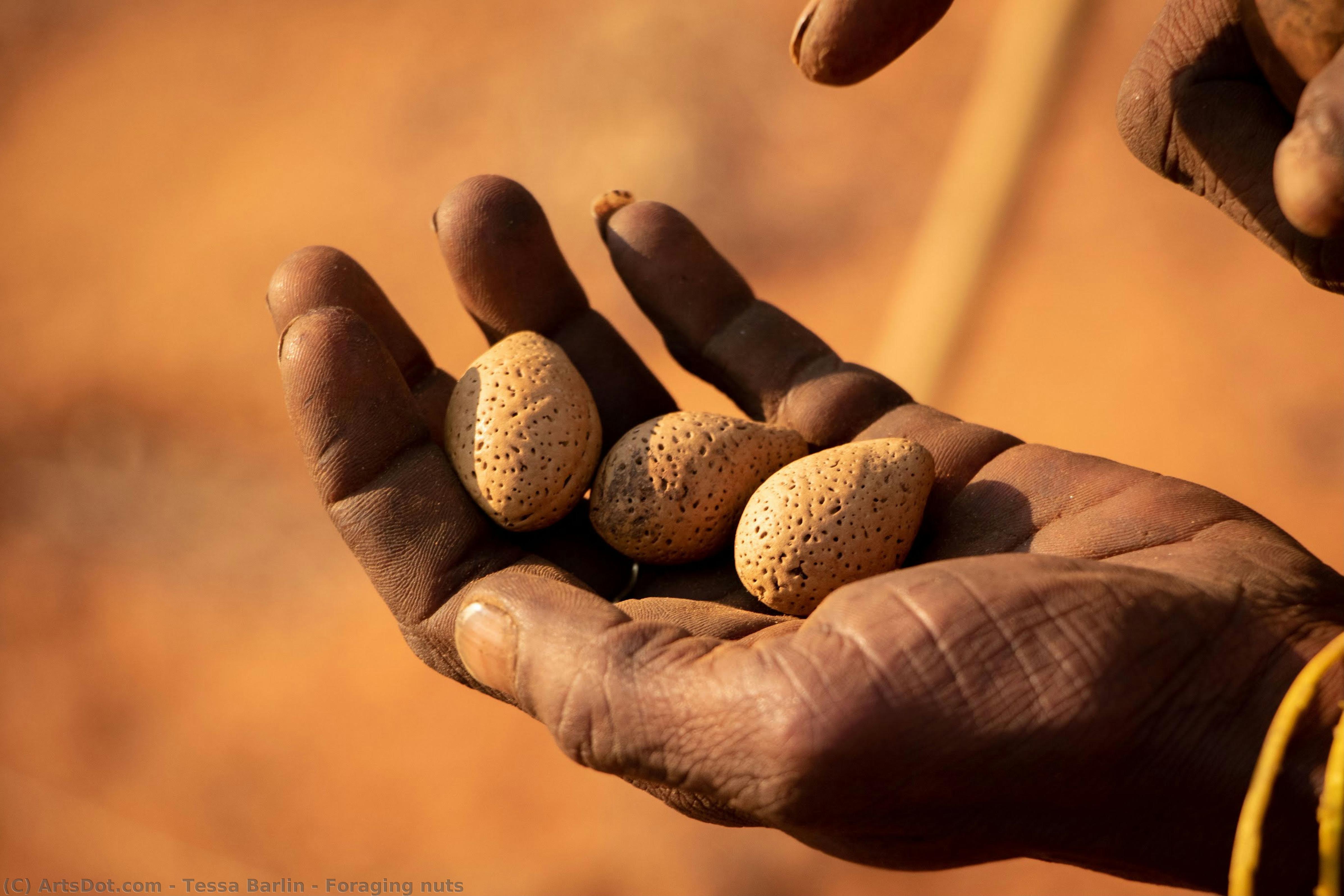 Foraging Nuts — Tesa Barlin