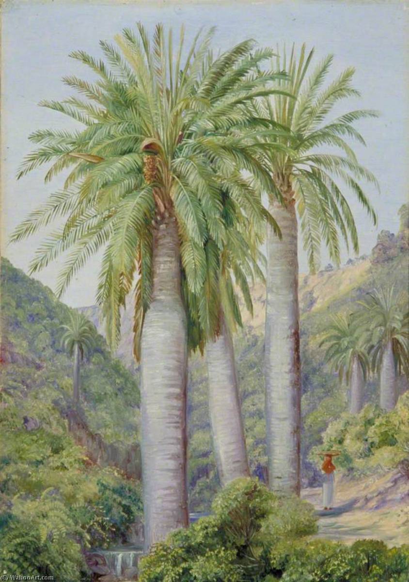 Chilenische Palmen Im Tal Von Salto — Marianne North
