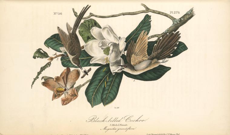 Black-billed Cuckoo. 1. Male. 2. Female. (magnolia Grandiflora) — John James Audubon