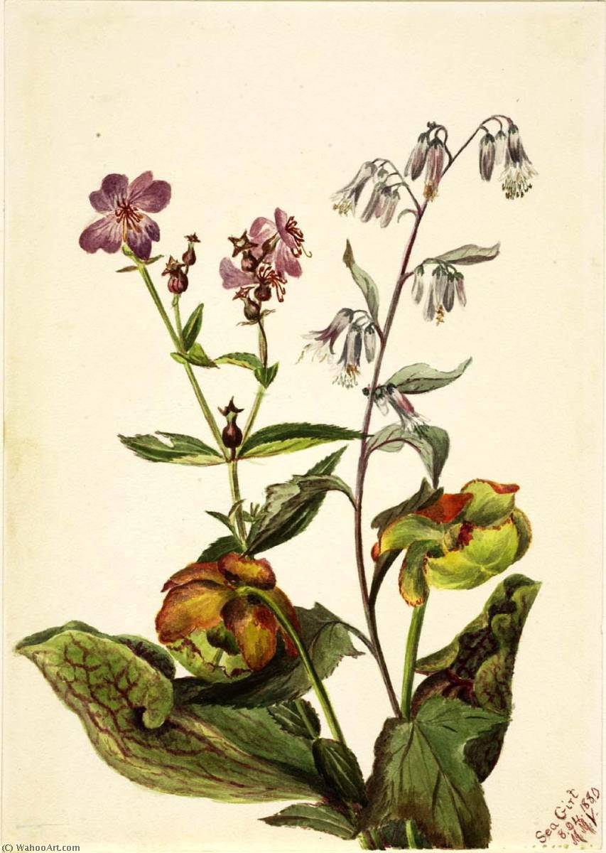 Meadow Beauty (rhexia Virginica), Rattlesnake Roat (nabalus Albus), Pitcherplant (sarracenia Purpurea) — Mary Vaux Walcott