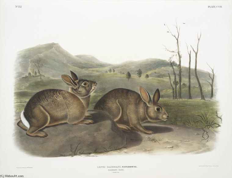 Lepus Bachmani, Bachman's Hare. Natural Size — John James Audubon