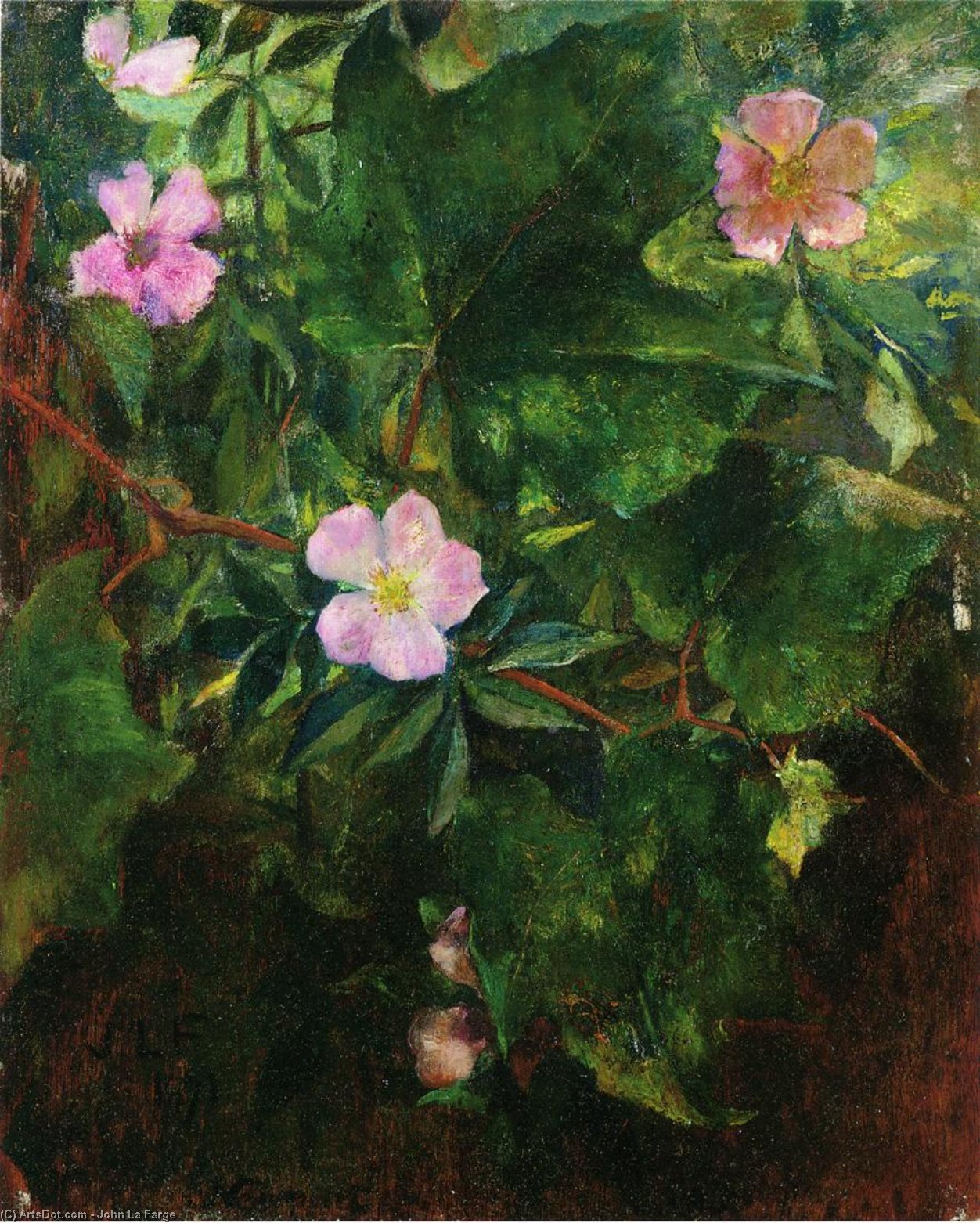 Wild Roses And Grape Vine, Study From Nature — John La Farge