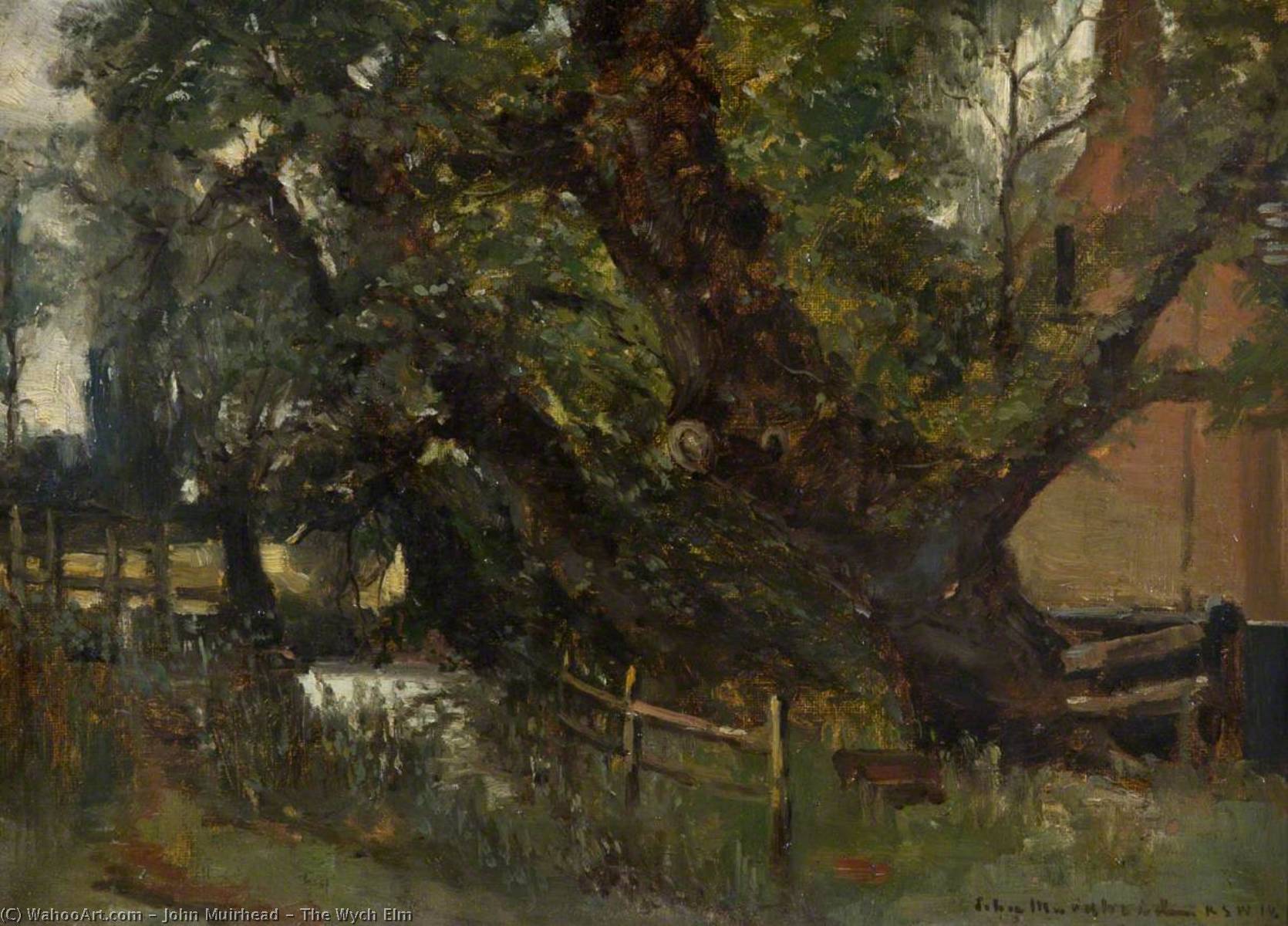 The Wych Elm — John Muirhead