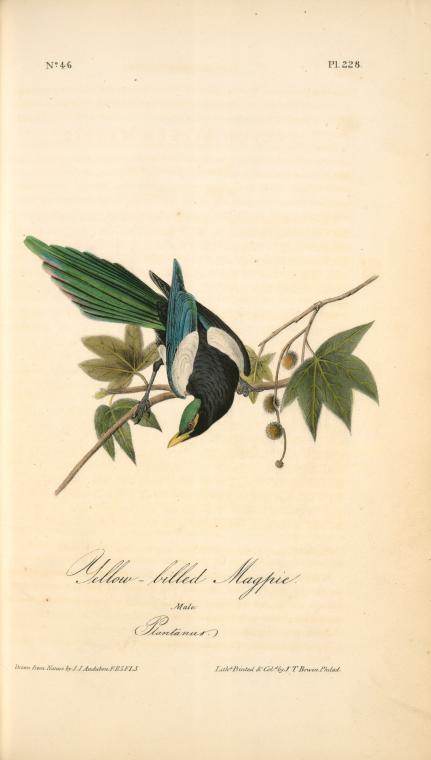 Yellow-billed Magpie. Male. (plantanus) — John James Audubon