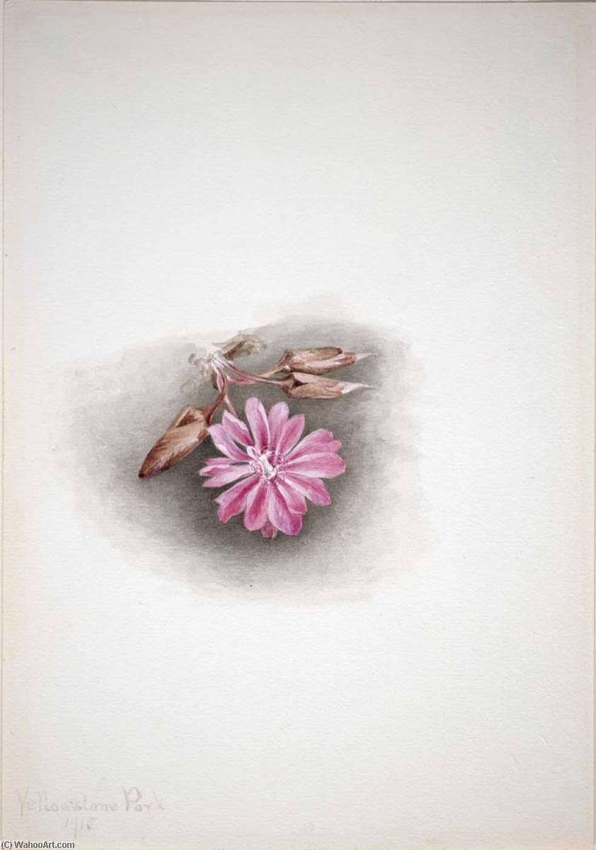 Bitterroot (lewisia Redivivia) — Mary Vaux Walcott