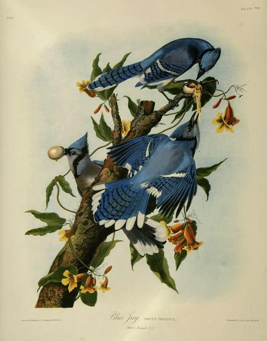 Bluejays — Джон Јејмс Одобон